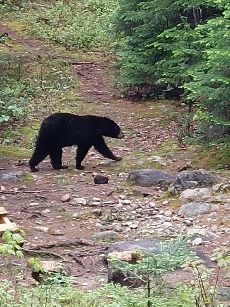 Une ourse noire