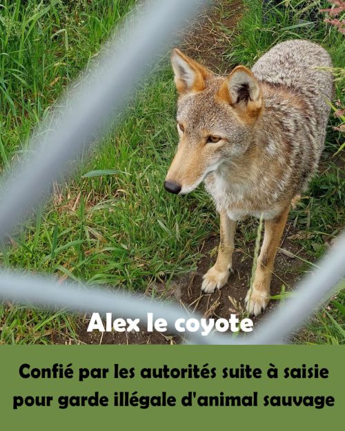 Alex le coyote