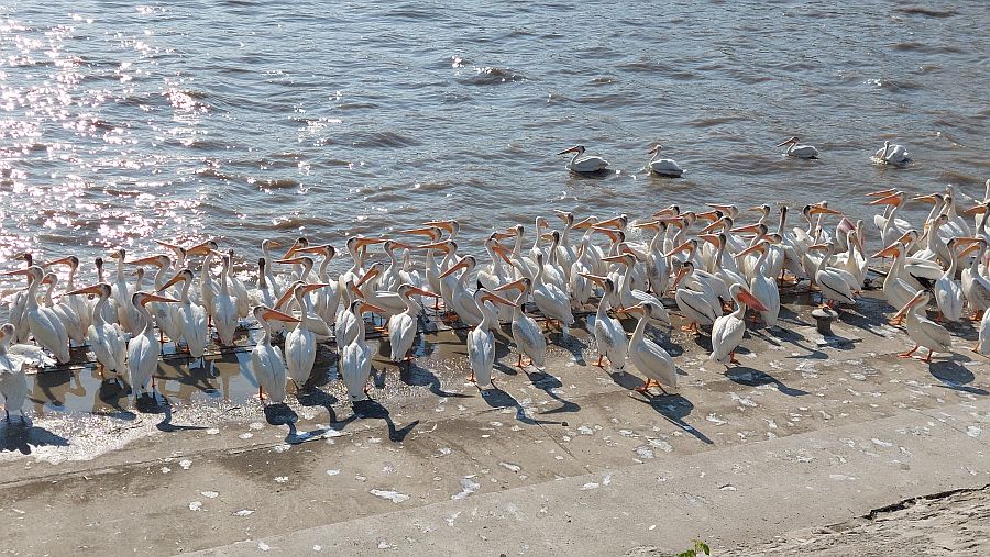 Colonie de pelicans blancs dAmerique