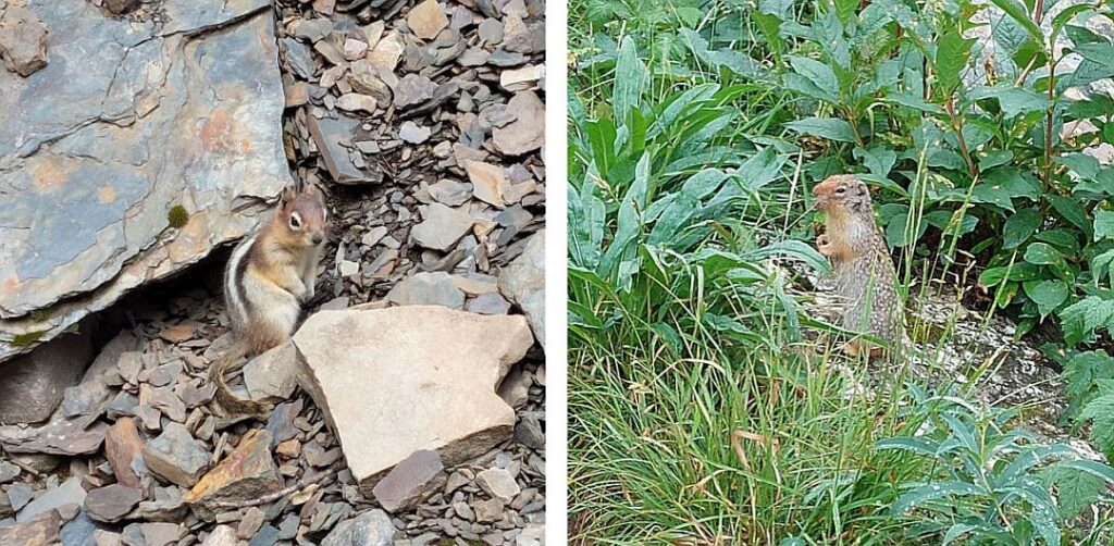 Apercu de la faune ecureuils a manteau dore et ecureuil colombien