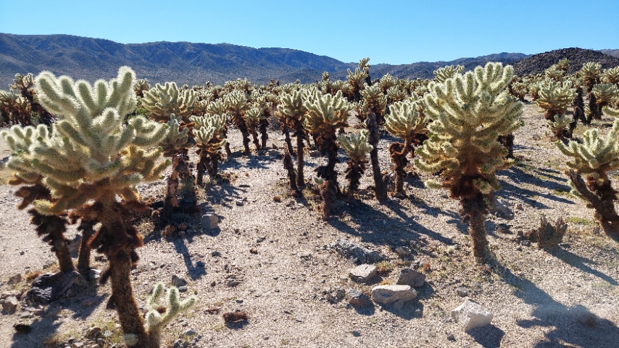 Des champs de cactus nounours en fait