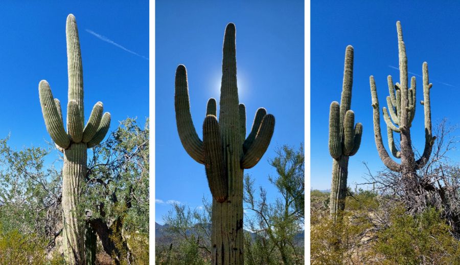 Balade au milieu des cactus Saguaro