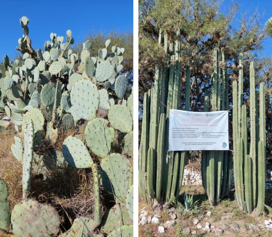Si les cactus raquettes nont pas de balles les cactus poteaux portent des affiches