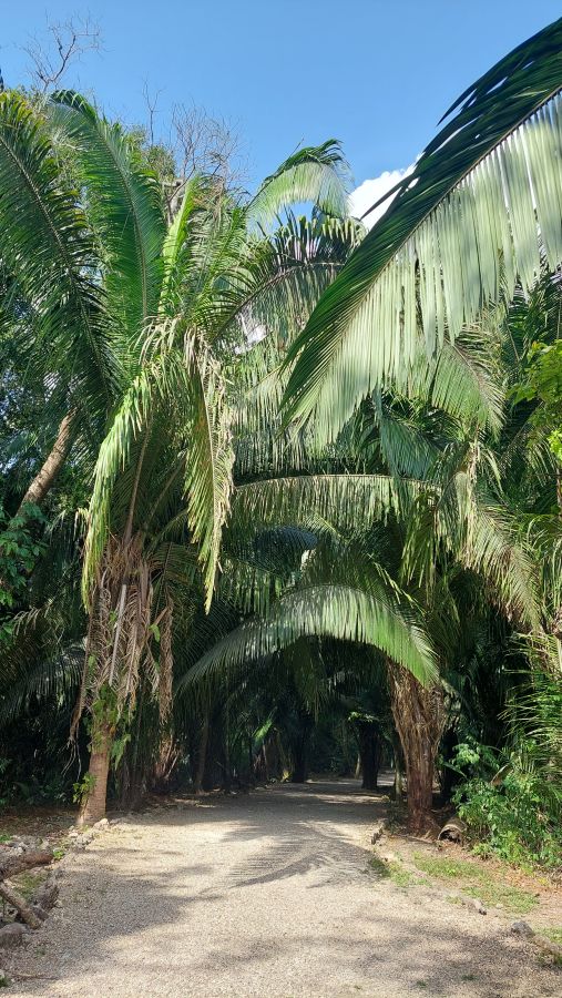 Foret de palmiers naturels. Au Belize de la vgtation est sauvage