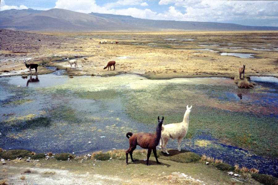 Pérou 2003 Lama Alpaga Vigogne
