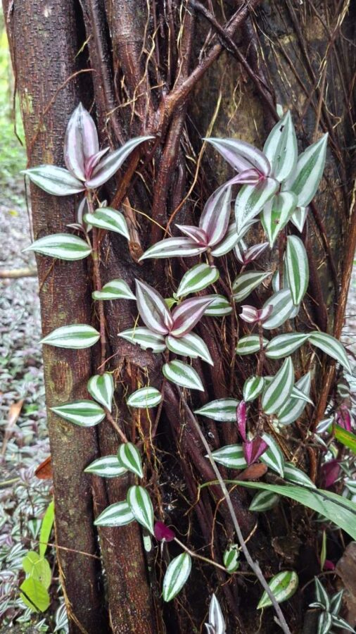 Tradescantia zebrina ou Misère