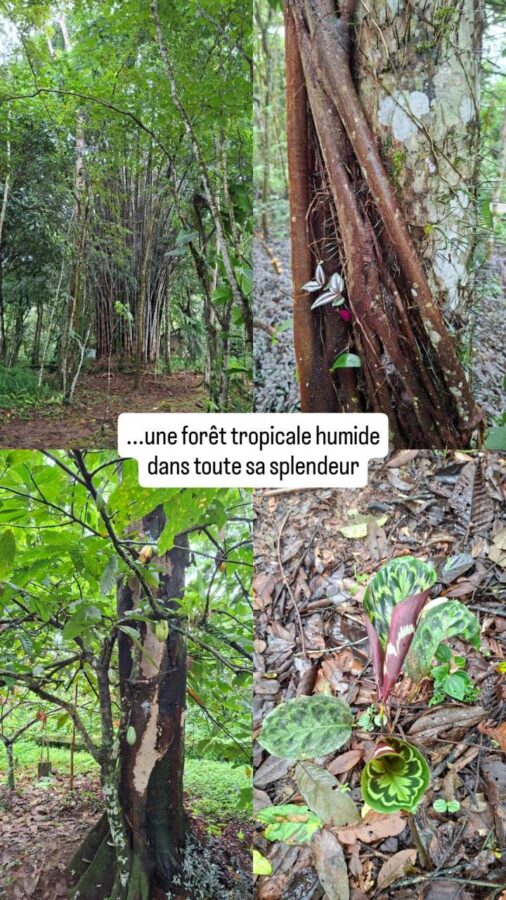 végétation foret tropicale humide
