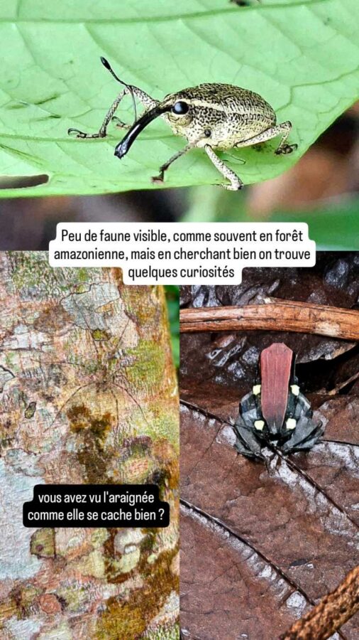 insectes et grenouille amazonie