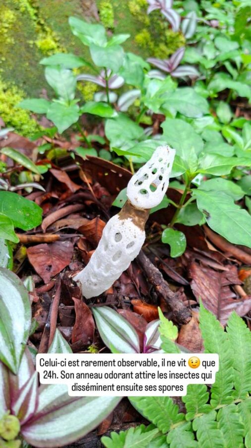 champignon éphémère Staheliomyces cinctus