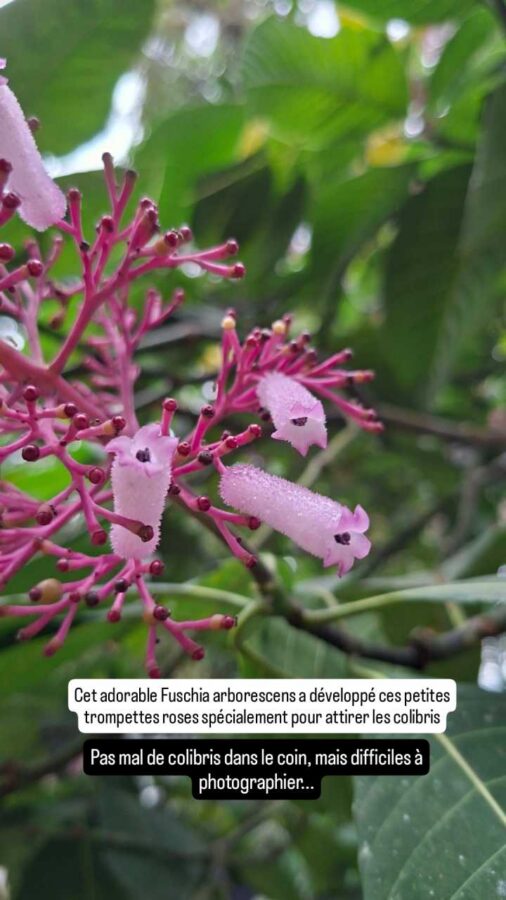 Fuschia arborescens