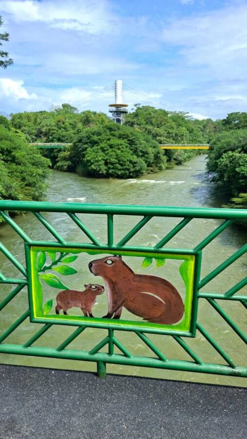 capibaras sur les garde-corps de la passerelle de Tena