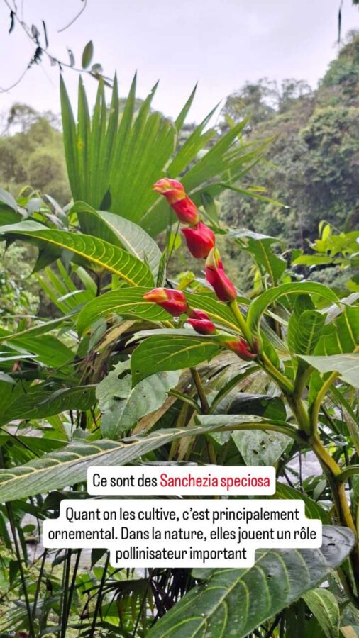Puyo, Équateur : Sanchezia speciosa