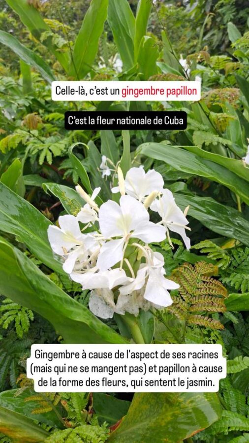 Puyo, Équateur : gingembre papillon