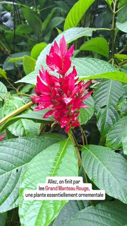 Puyo, Équateur : fleur de Grand Manteau Rouge