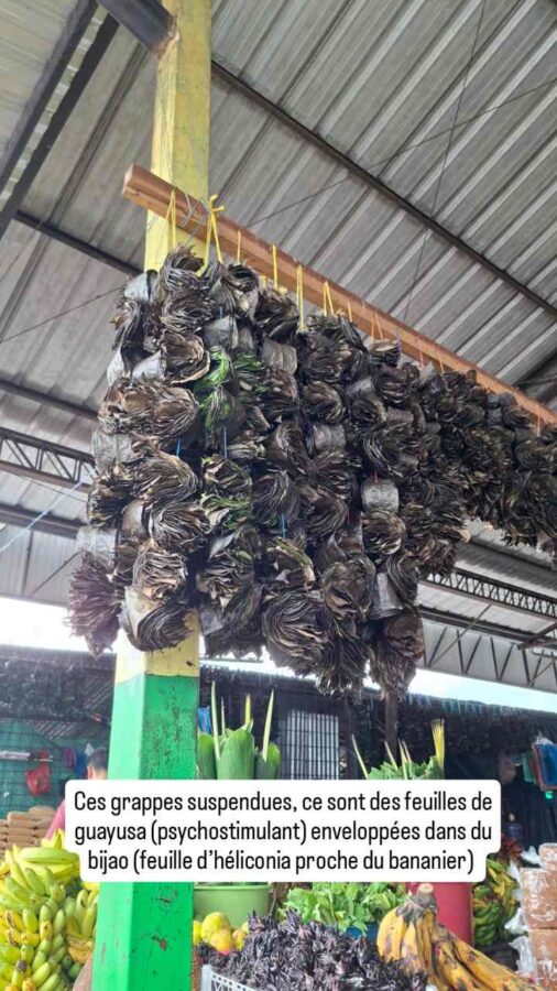 marché de Puyo, Équateur : feuilles de guayusa