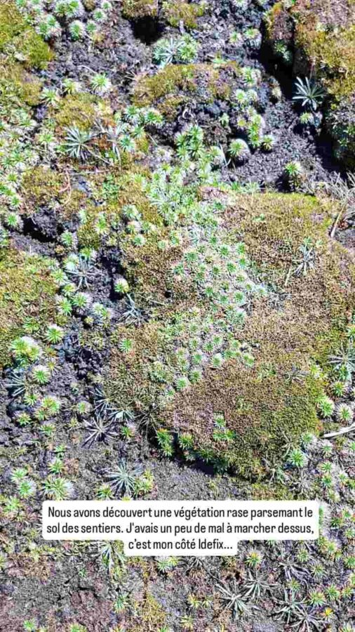 Parc national Cajas, Équateur : sol végétal