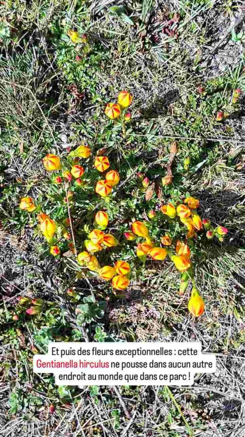 Parc national Cajas, Équateur : Gentianella hirculus