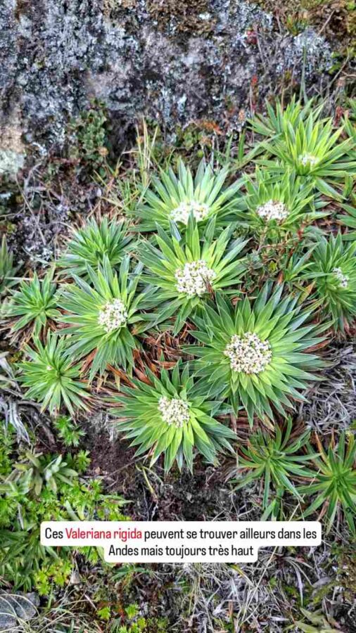 Parc national Cajas, Équateur : Valeriana rigida