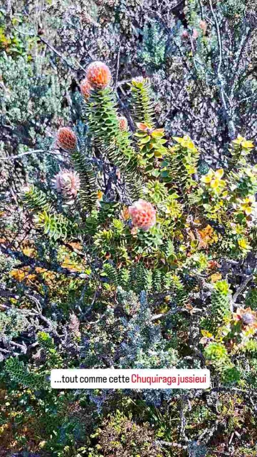 Parc national Cajas, Équateur : Chuquiraga jussieui