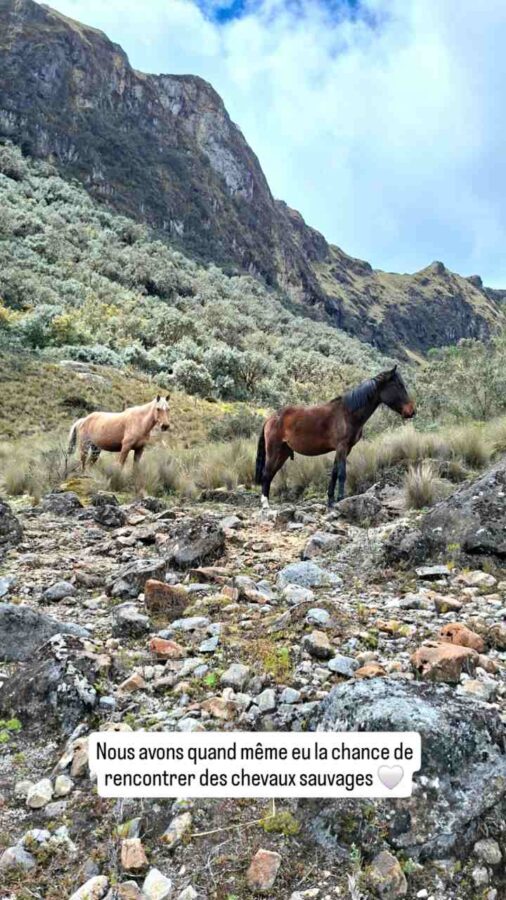 Parc national Cajas, Équateur : chevaux sauvages