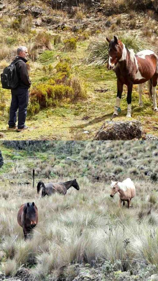 Parc national Cajas, Équateur : chevaux sauvages
