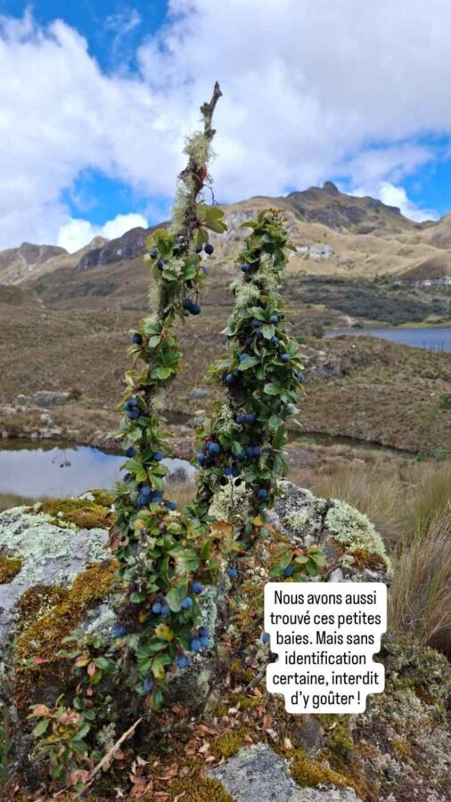 Parc national Cajas, Équateur : baies inconnues