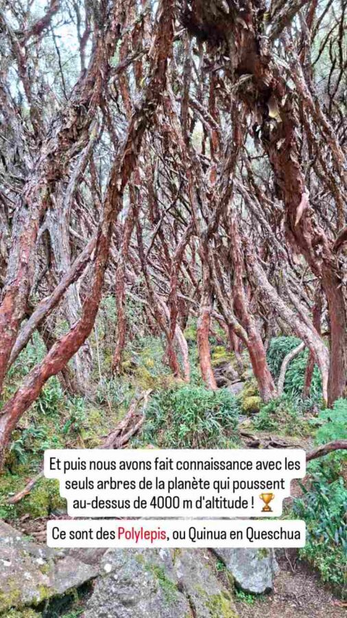 Parc national Cajas, Équateur : Polylepis