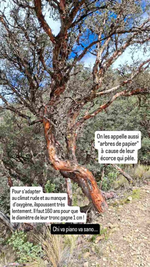 Parc national Cajas, Équateur : Polylepis