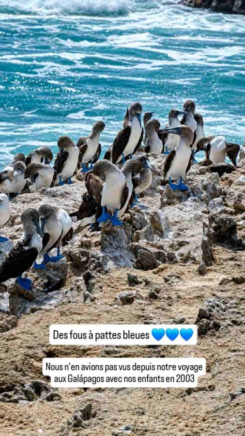 Salinas, Équateur : fous à pattes bleues