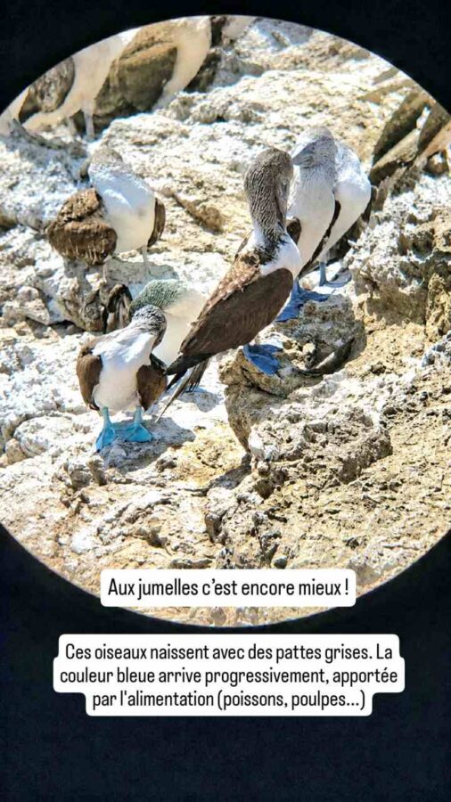 Salinas, Équateur : fous à pattes bleues