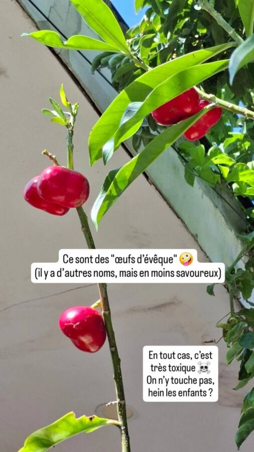 Ayangue, Équateur : œufs d'évêque
