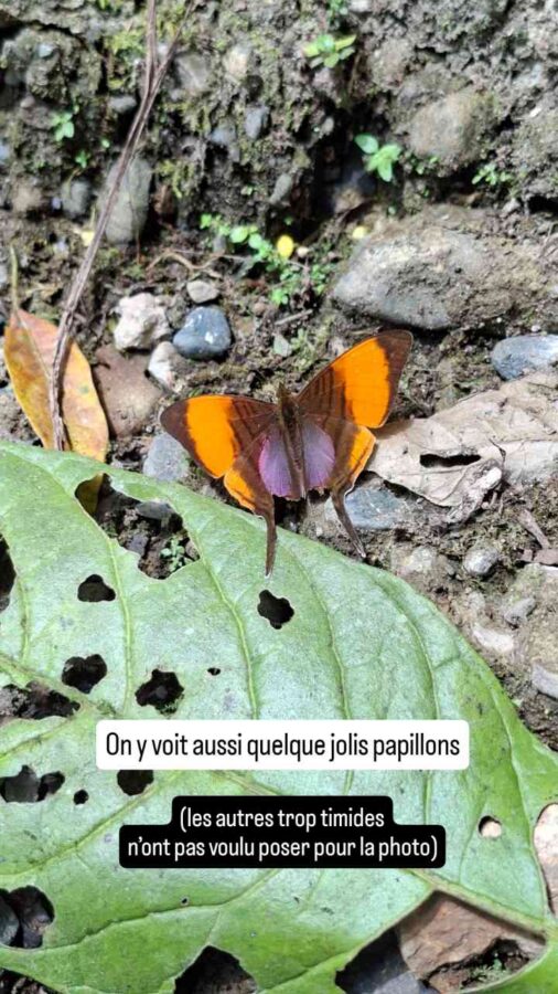 Équateur : retour vers l'avenue des volcans, papillon