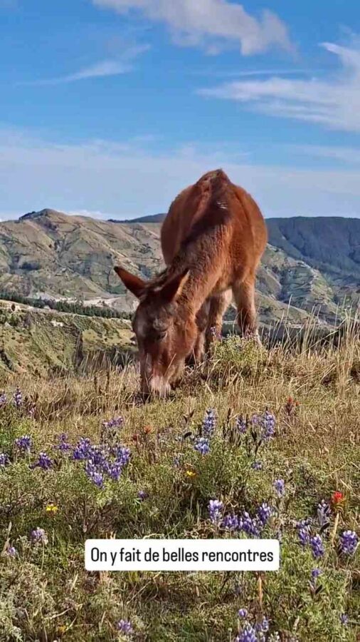 Lagune du Quilotoa, Équateur : un cheval sur le sentier