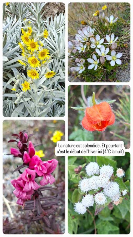 Lagune du Quilotoa, Équateur : flore d'altitude