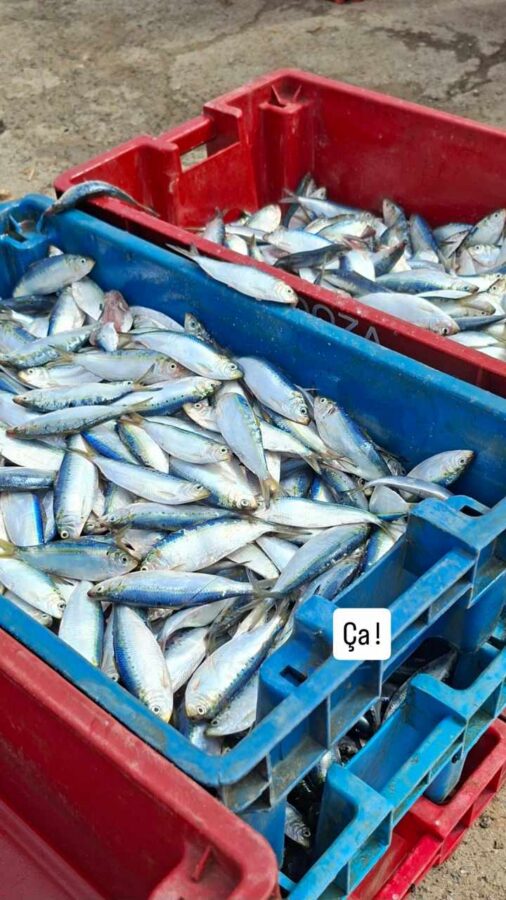 Salango, Équateur : caisses de poisson à l'arrivée des pêcheurs