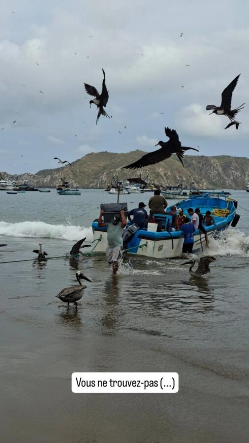 Salango, Équateur : débarquement du poisson sous les oiseaux de mer