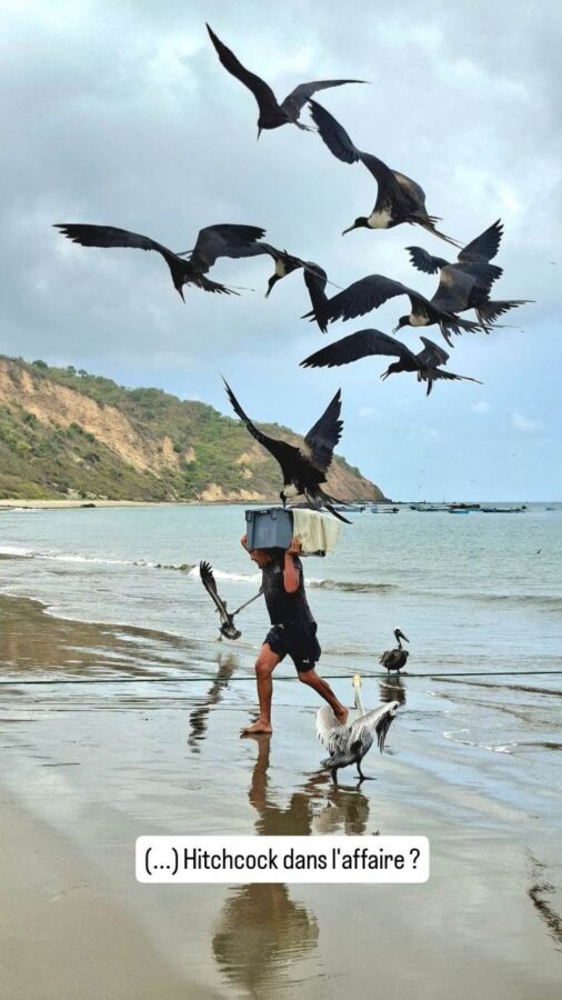 Salango, Équateur : débarquement du poisson sous les oiseaux de mer