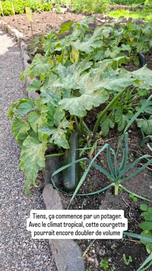 Quito, Équateur, Jardin Botanique : une grosse courgette