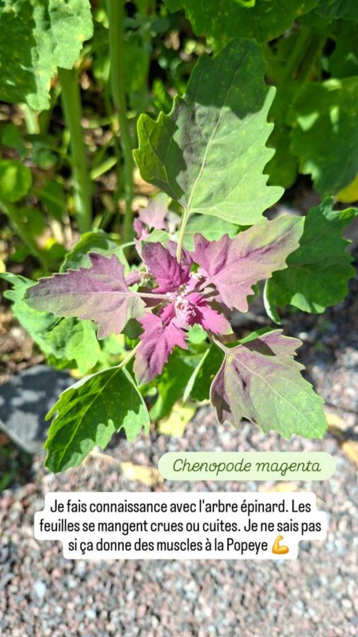 Quito, Équateur, Jardin Botanique : un arbre épinard ou Chenopode magenta