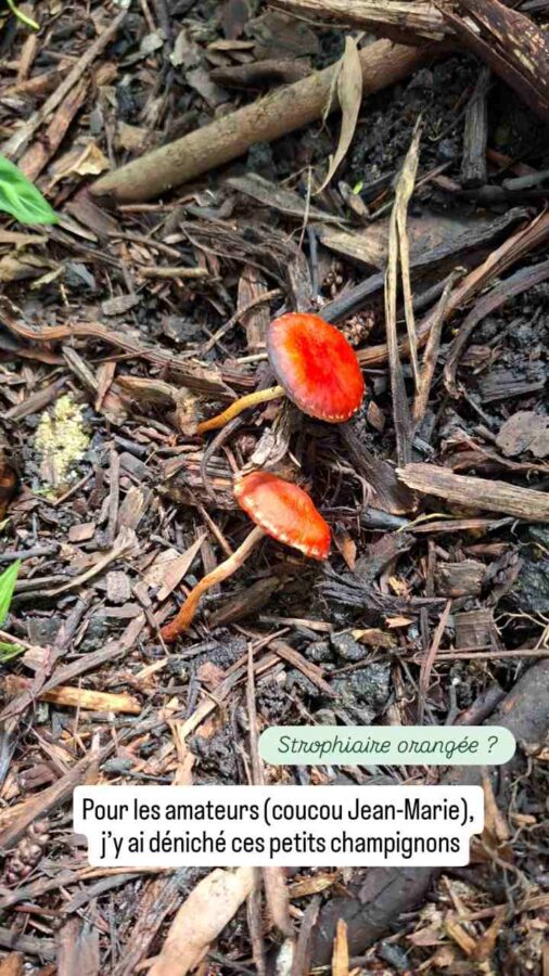 Quito, Équateur, Jardin Botanique : des champignons de l'espèce Strophiaire orangée