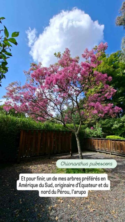Quito, Équateur, Jardin Botanique : un arbre Arupo ou Chionanthus pubescens