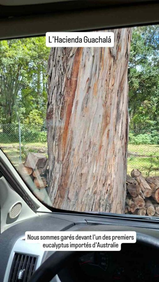 Hacienda Guachalá, Cayambe, Équateur : garés devant un eucalyptus