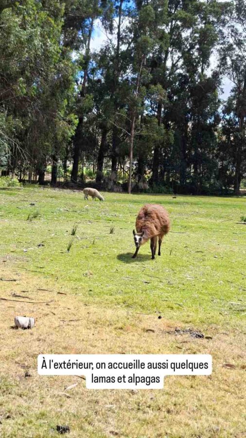 Hacienda Guachalá, Cayambe, Équateur : lama et alpaga