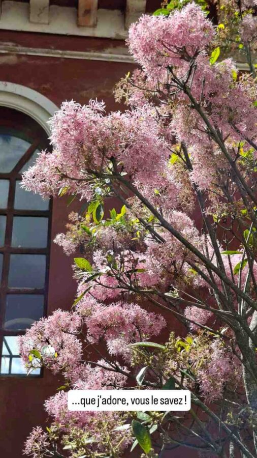 Hacienda Guachalá, Cayambe, Équateur : arupo, gros plan sur la floraison rose