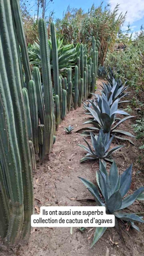 Museo Solar de Cayambe, Équateur : jardin d'agaves et de cactus