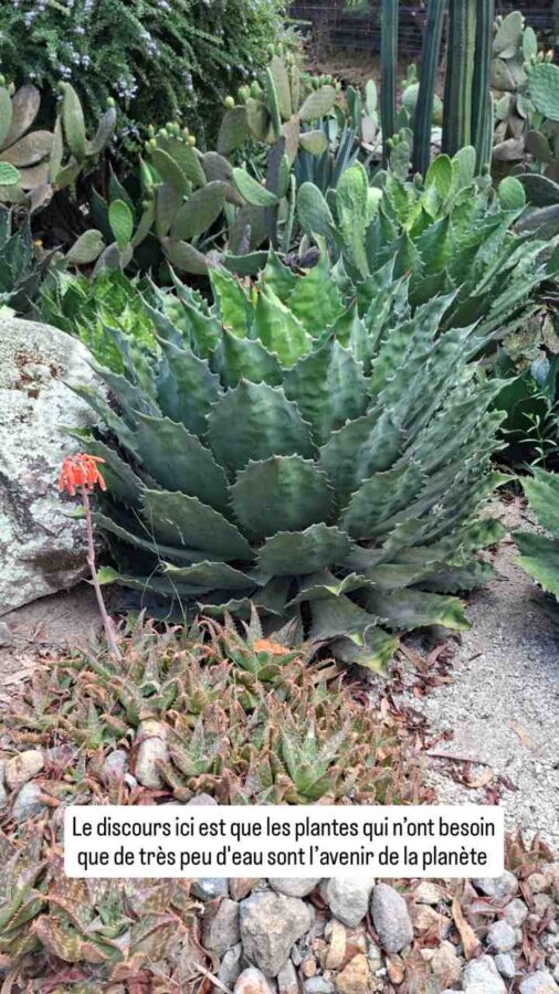 Museo Solar de Cayambe, Équateur : jardin d'agaves et de cactus