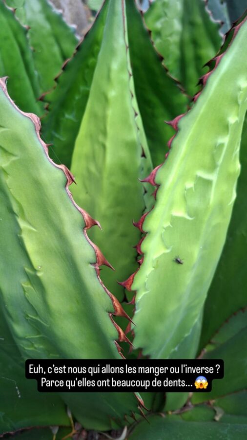 Museo Solar de Cayambe, Équateur : attention les cactus ont des dents !