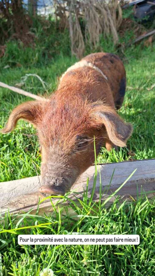 Lago San Pablo, Équateur : un petit cochon