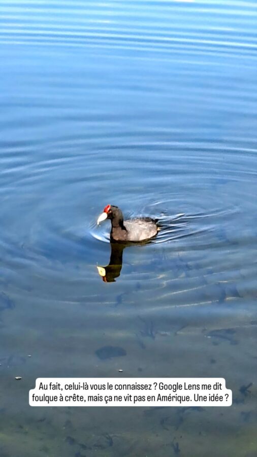 Lago San Pablo, Équateur : un foulque à crête ?