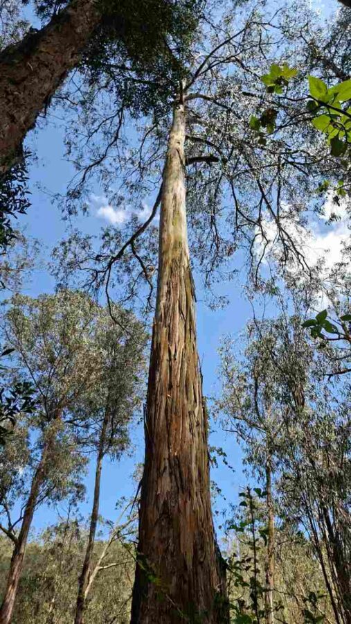 Cascade de Peguche, Équateur : accès par la forêt d'eucalyptus